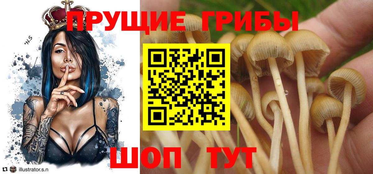 Чистополь  Псилоцибиновые грибы мицелий  Вход с VPN 